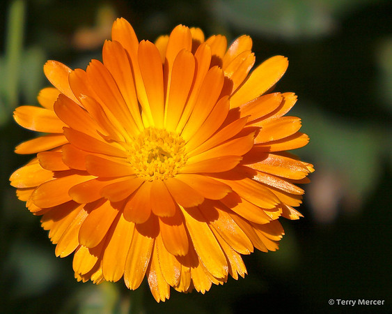 IMG_2071 Orange daisy