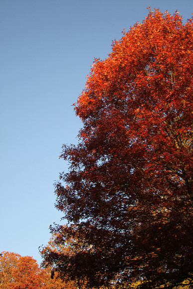 IMG_4375