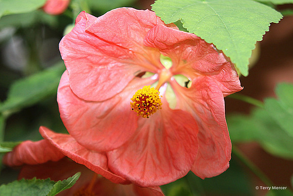 IMG_4238 - Pretty Red Tropical Hibiscus Flower with bright yellow center...