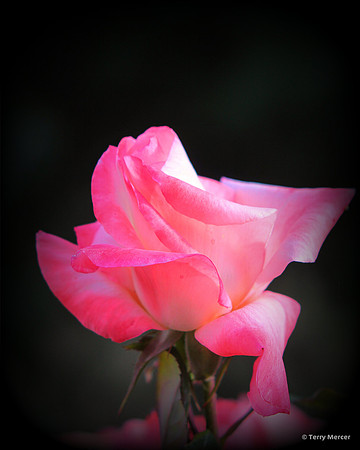 IMG_6812 - Pink Rose Bud Opening