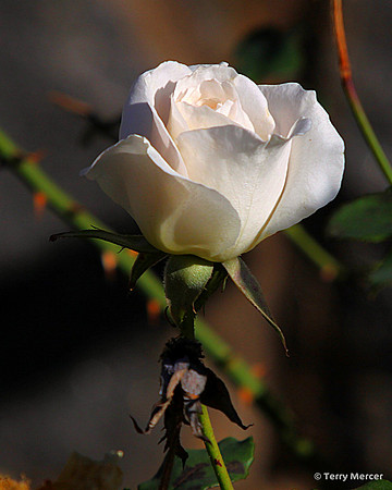 IMG_4179 - White Rose Bud opening to the light of the sun...