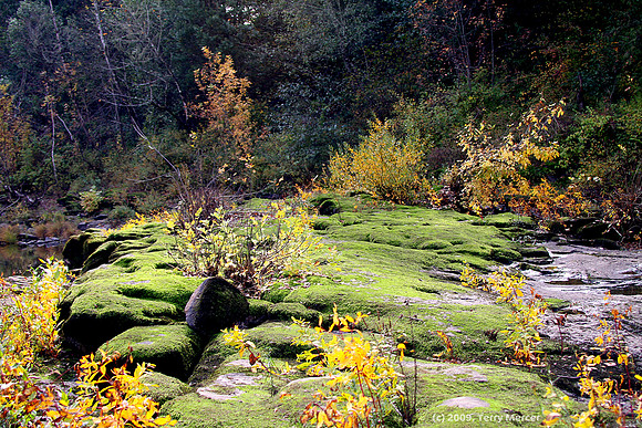 Mossy River Rocks - IMG_3071