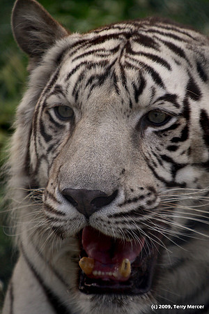 White Tiger - IMG_9283