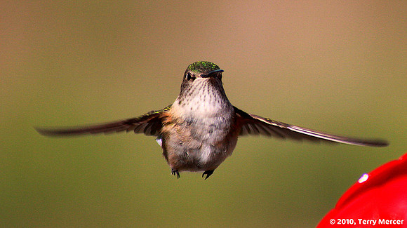 IMG_8764 - Hummingbird IN FLIGHT (facing me) - widescreen