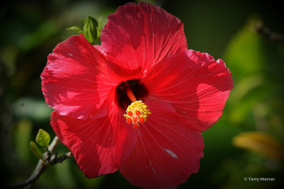 IMG_7186 - Hibiscus flower