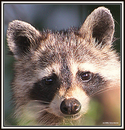 Baby Racoon - Wild - Peeking out of Den - IMG_5222