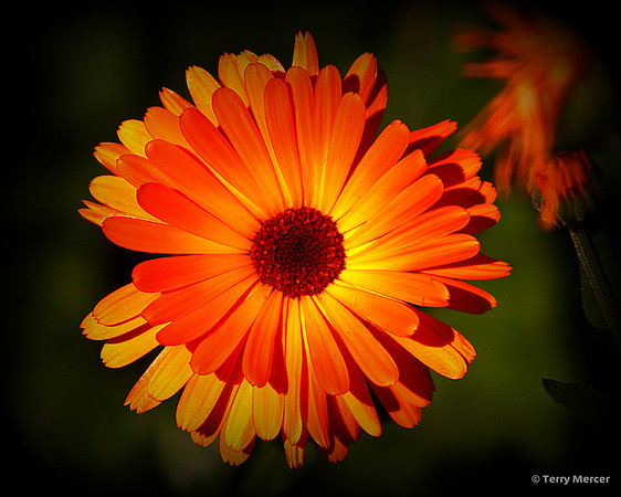 IMG_2069 - Beautiful Orange Gerbera Daisy Flower, begging to be captured...