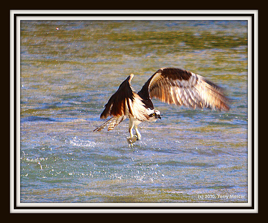 IMG_3005 - Osprey fishing just after the catch...