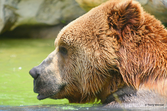 IMG_9520 - Kodiak Bear