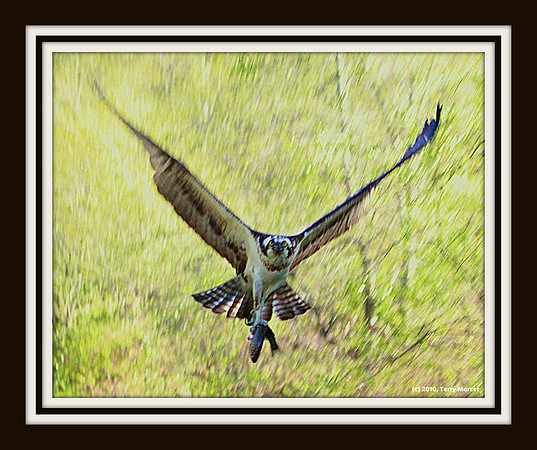 IMG_3013 - Osprey IN FLIGHT headon flying right at me... with fresh fish in talons (framed)