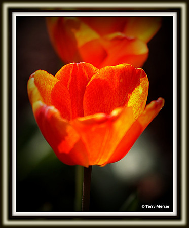IMG_7886 - Bright Orange Tulip in Bloom