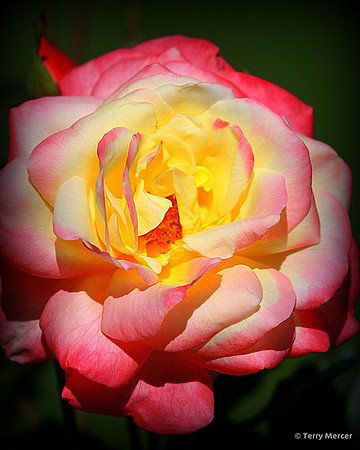 IMG_2186 - Rose Blossom's - pink, yellow, and white... petals open, welcoming the sun.