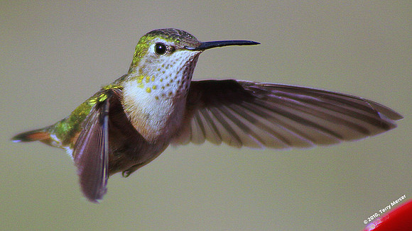 IMG_8787 - Humming bird IN FLIGHT (wings stopped) - widescreen crop