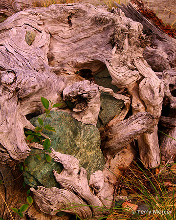 IMG_8010 - Driftwood hugging a big rock...