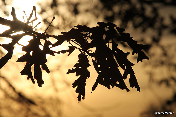 IMG_2980 Autumn Leaves in the setting sun