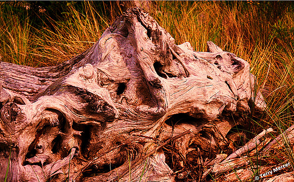 IMG_8013 - Washed up Driftwood on the beach