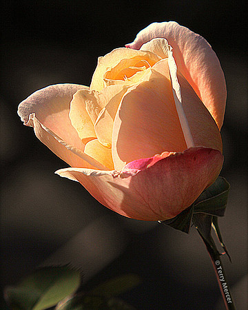 Colorful Rose Bud at sunset  - IMG_4223