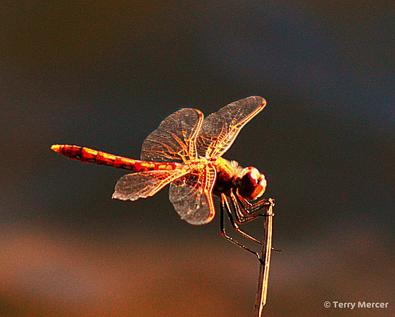 IMG_1574 - Red Dragonfly facing the sun