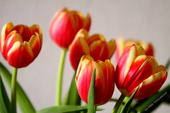 Tulips - Pretty sunrise - IMG_9665