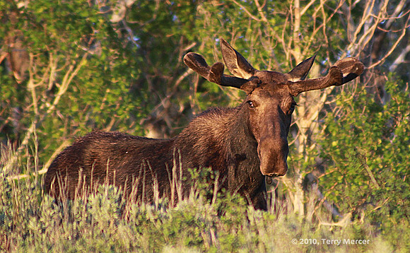 IMG_9047 - Wild Bull Moose In velvet (cropped wide screen)