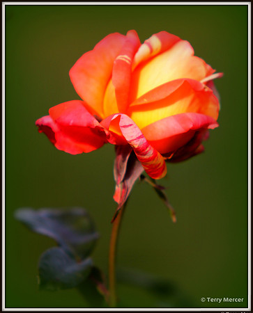 IMG_6811 - Orange and Yellow Rose Bud Opening
