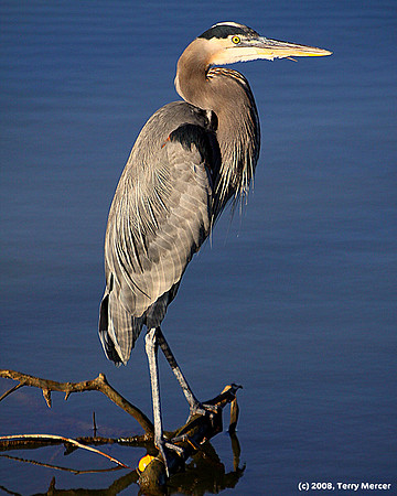 Blue Heron - Full Body Shot - Standing - IMG_3010 (resized)