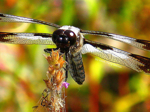 Dragonfly - Closeup & personal - IMG_3875