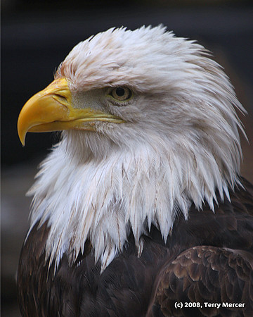 Bald Eagle Head - Closeup & Personal - IMG_6361