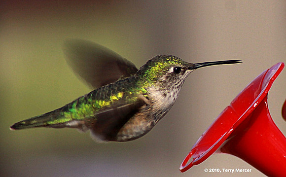 IMG_8757 - Humming Bird In Flight (wings blurred) - wide screen