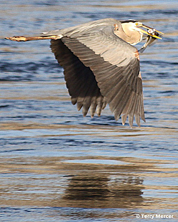 IMG_3719 - Great Blue Heron IN FLIGHT with fish in mouth