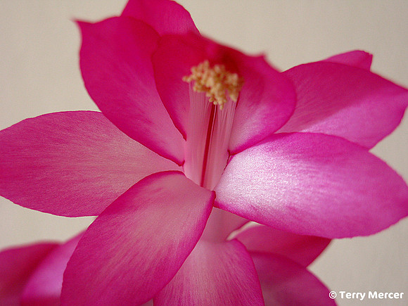 IMG_3543 - Pink Flower - Vibrant bloom from a Christmas Cactus.