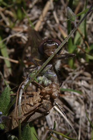 2011_06_Howard_Prarie 165