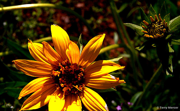 IMG_8926 - Yellow Beauty...