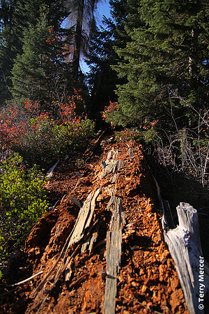 IMG_4781 - Logs in the woods...