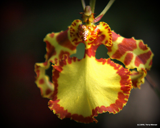 IMG_4264 - Beautiful Orchid (Vingette)