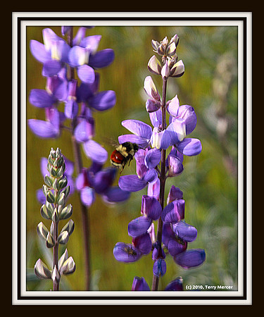 IMG_4494 - Bee Flighting to the next purple flower...