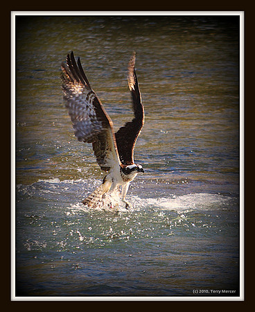 IMG_3003 - Osprey fishing (IN FLIGHT)