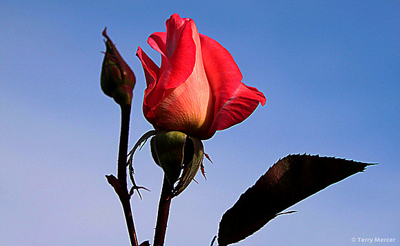 IMG_6808 - Pink Rose Bud against the blue sky