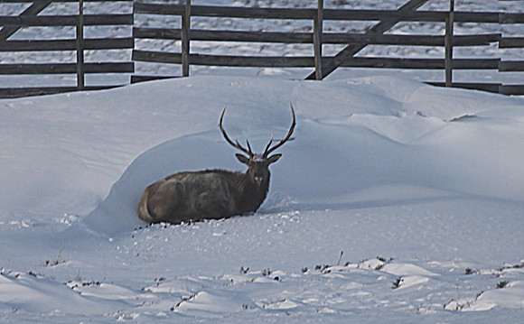 IMG_8035 - Big Wild Bull Elk