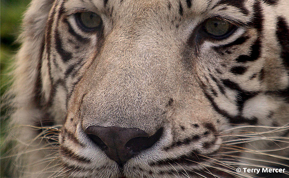 White Tiger CLOSE UP - IMG_9283