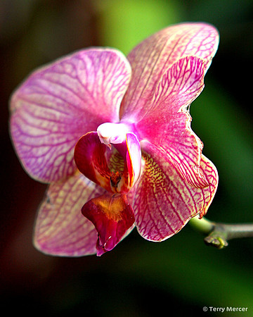 IMG_4260 - Closeup of Purple Orchid