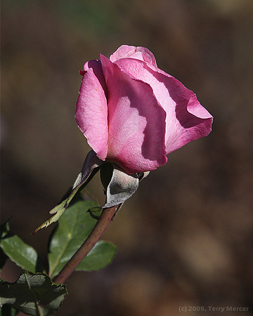 Pink Rose Bud - Cropped with mass DoF - IMG_4183