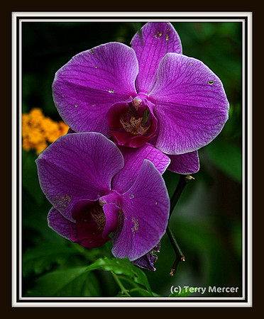 IMG_5339 - Purple Orchid's