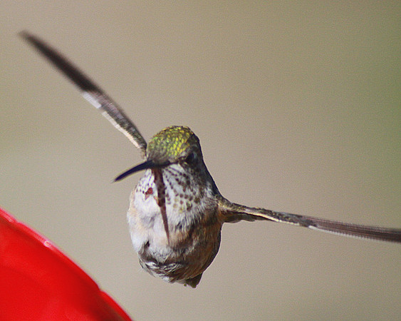 IMG_8781 - Hummingbird IN FLIGHT (wings spread) - 2556 x 2045  original size after slight crop... love that 400mm Tokina...