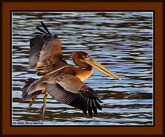 Pelican IN FLIGHT - swooping in for a landing... IMG_5189