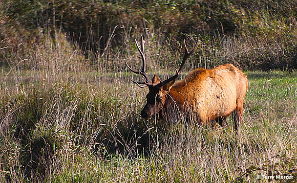 IMG_3173 - Roosevelt Elk (Wild) on the Pacific Coast