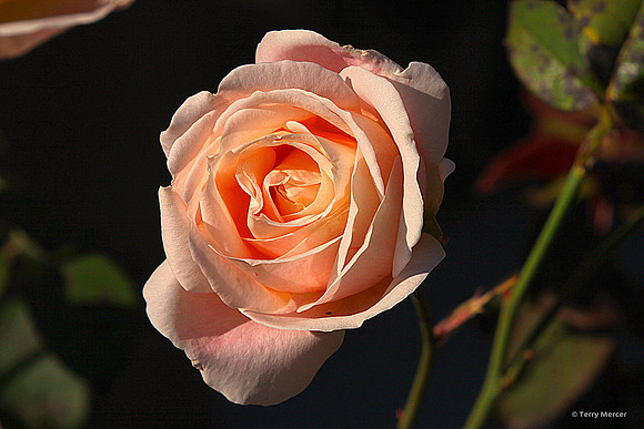 IMG_4222 - Sunset lite Pink Rose Bud... basking in the rays...