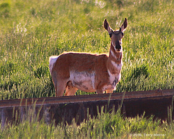 IMG_8988 - Mama Wild Antelope