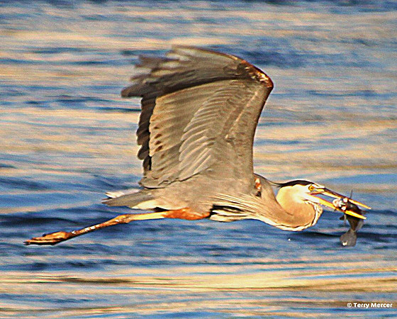 IMG_3714 - Great Blue Heron IN FLIGHT with fish in mouth...