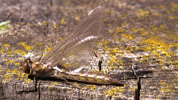 2011_06_Howard_Prarie 081
